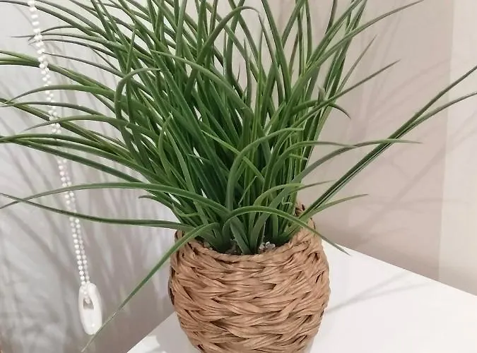 Carles Deluxe Ocean View